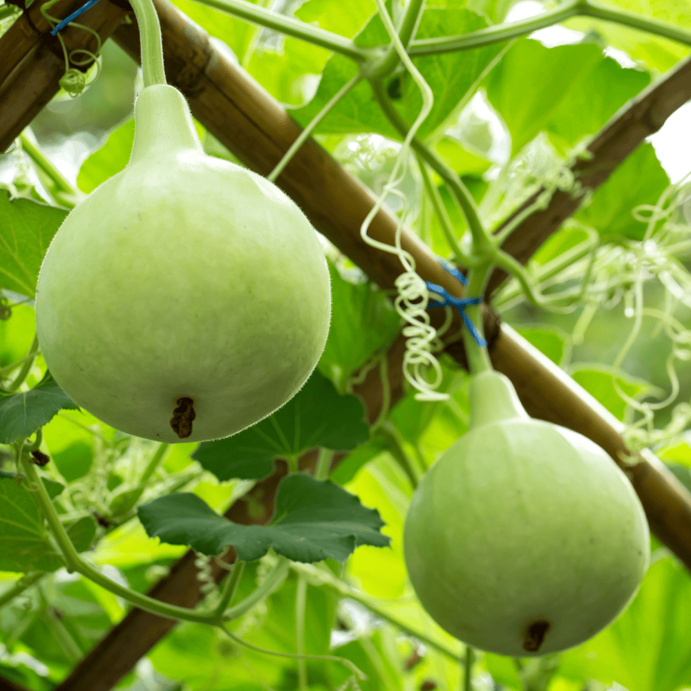 46 Bottle Gourd (Round) - गोल लौकी - Image 1
