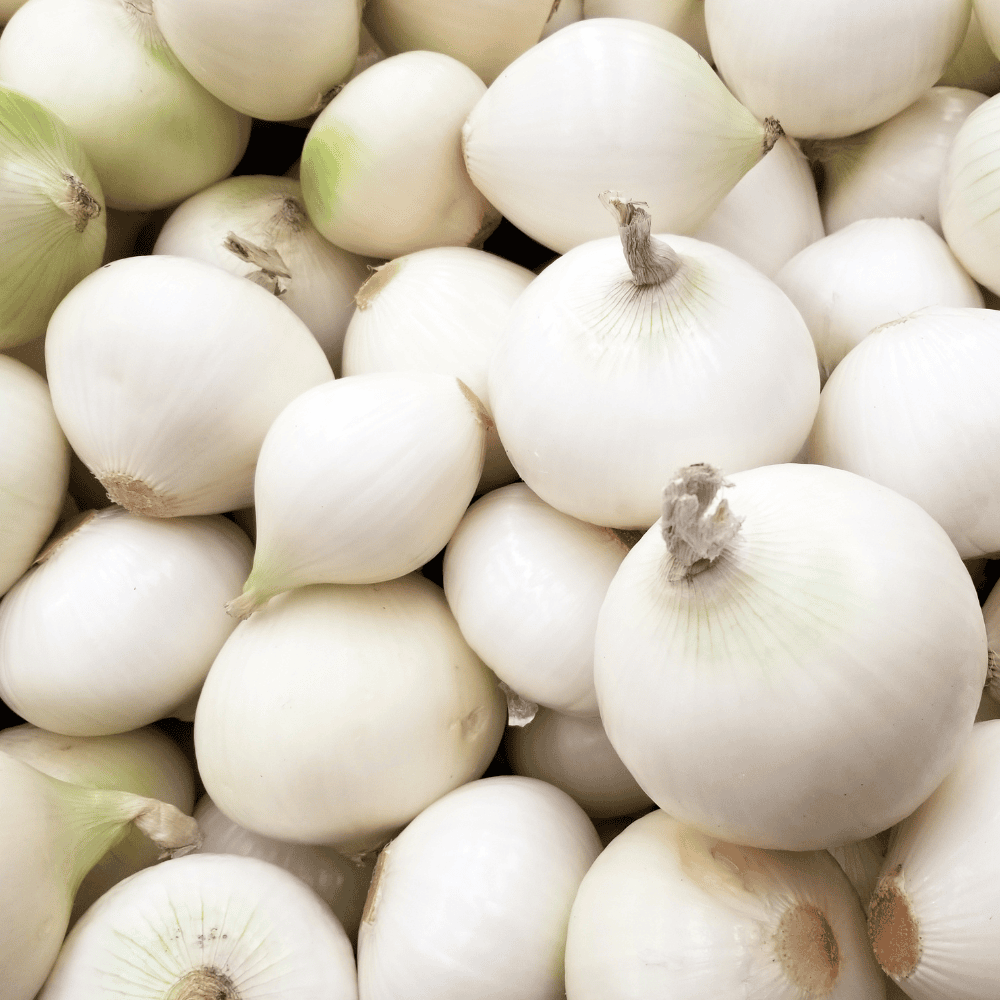47 White Onion - प्याज़ (सफ़ेद) - Image 1
