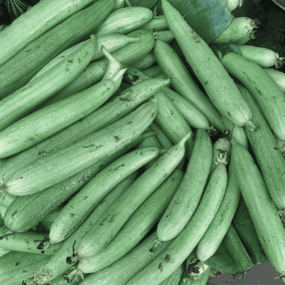 24 Ridge Gourd - तरोई - Image 1