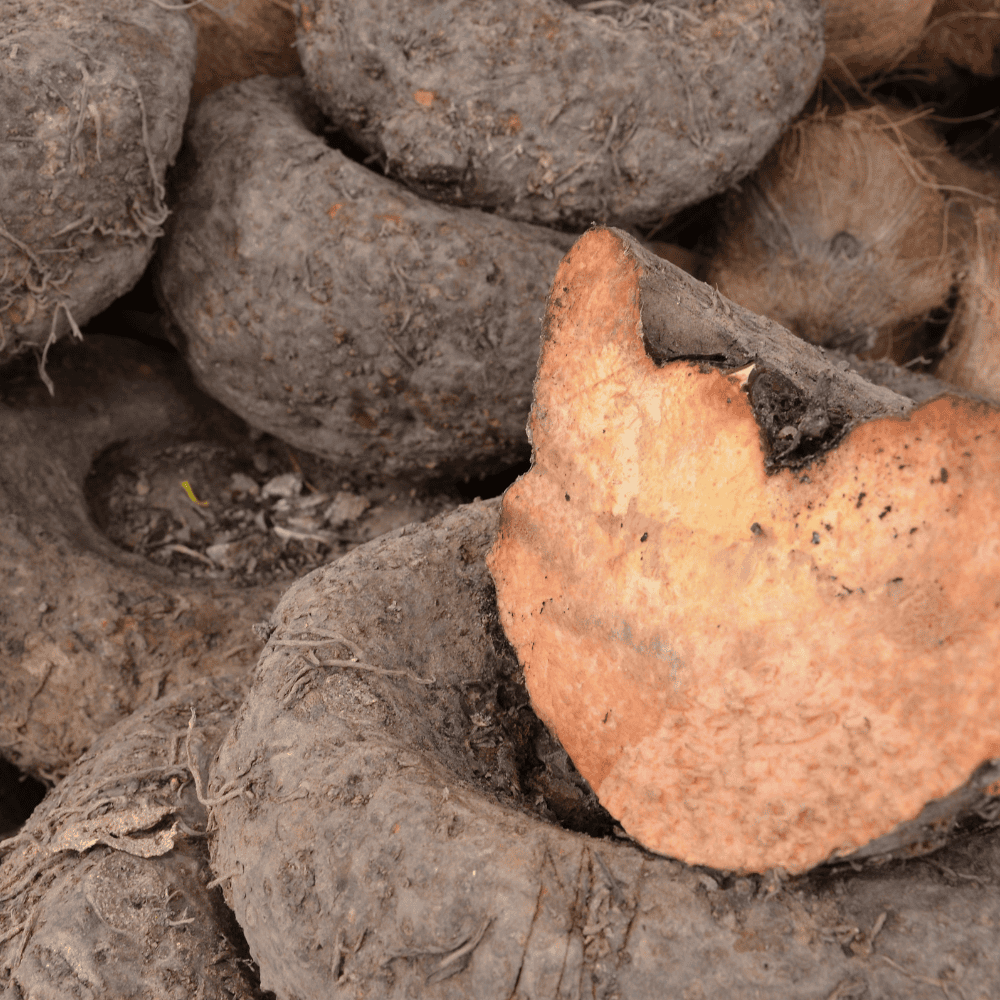 25 Elephant Foot Yam - जिमीकंद/सूरन - Image 1