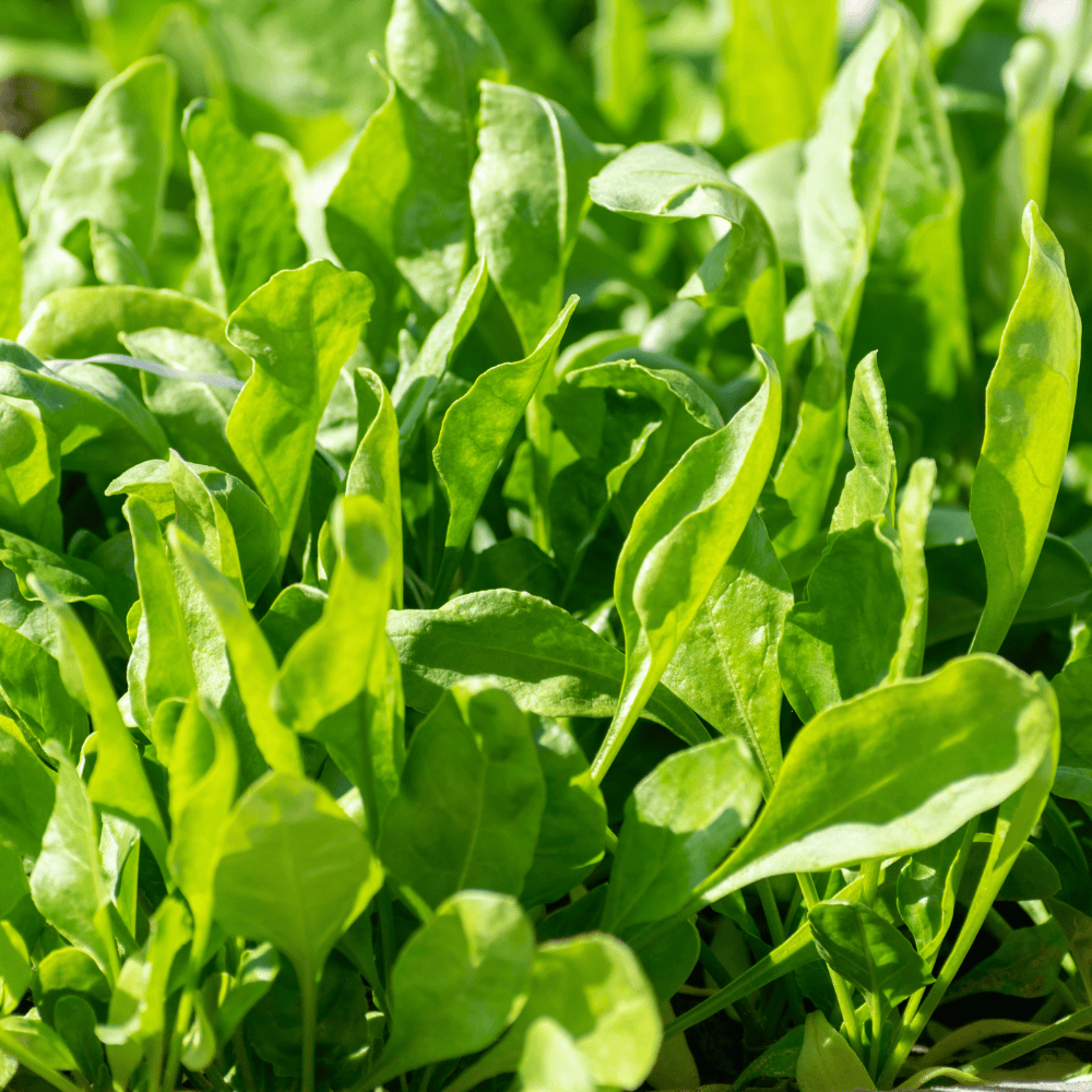 28 Spinach - पालक - Image 1