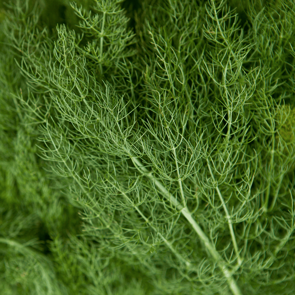 32 Dill Leaves - सोया साग - Image 1