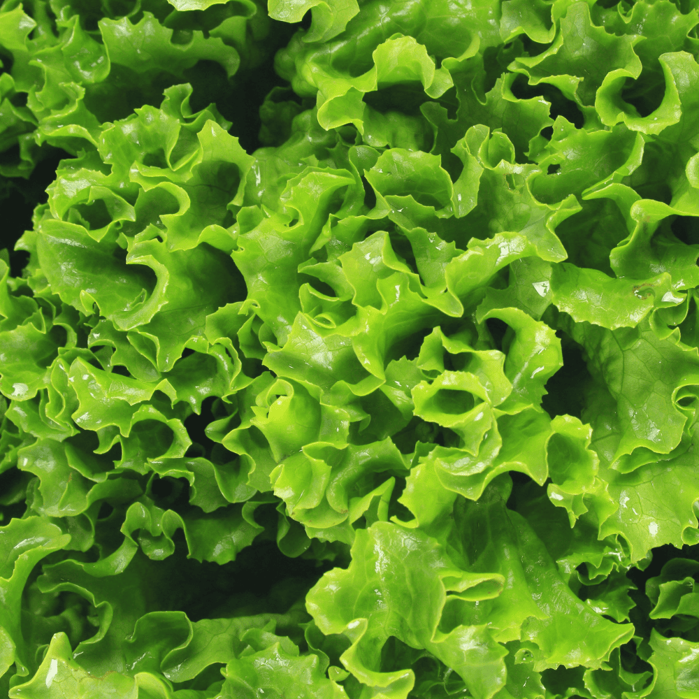 34 Lettuce (Green) - सलाद पत्ता (हरा) - Image 1
