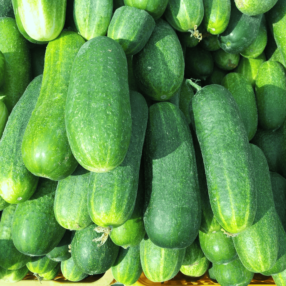 35 Cucumber - खीरा - Image 1