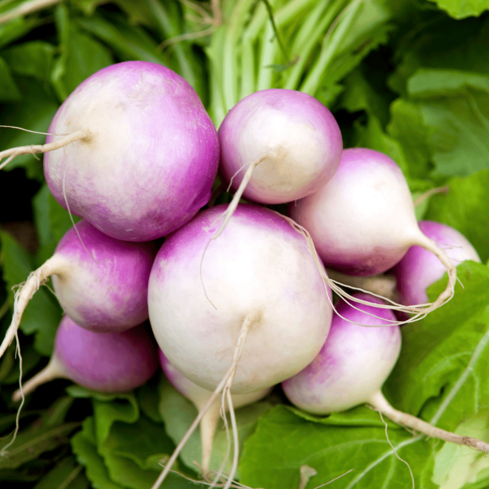 37 Turnip - शलगम - Image 1