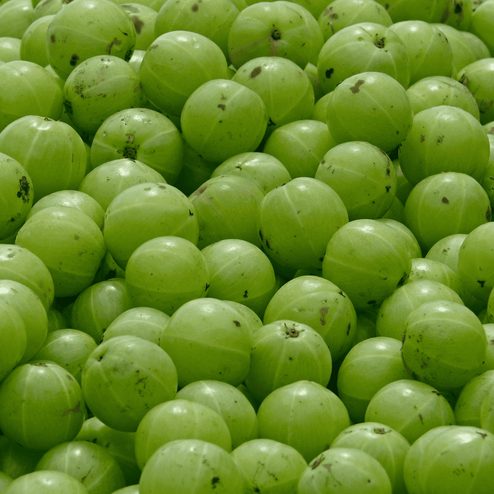 40 Gooseberry - आँवला - Image 1