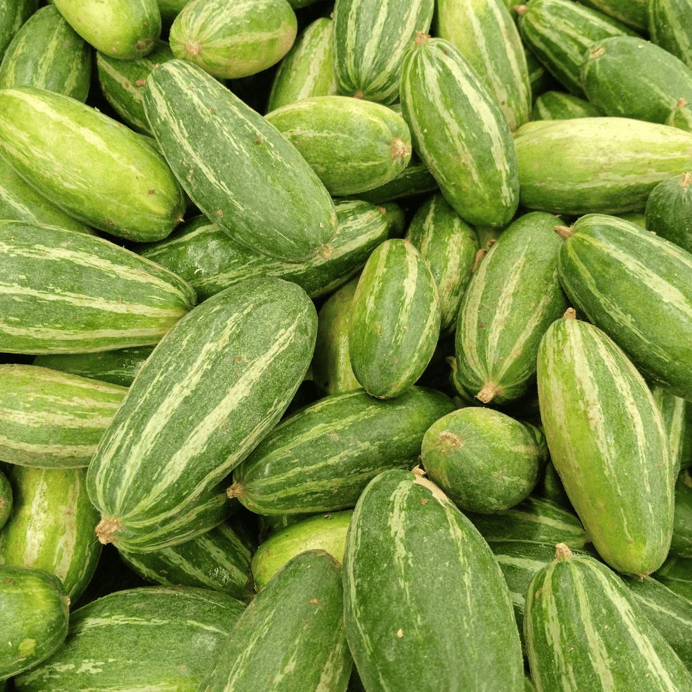 49 Pointed Gourd - परवल - Image 1
