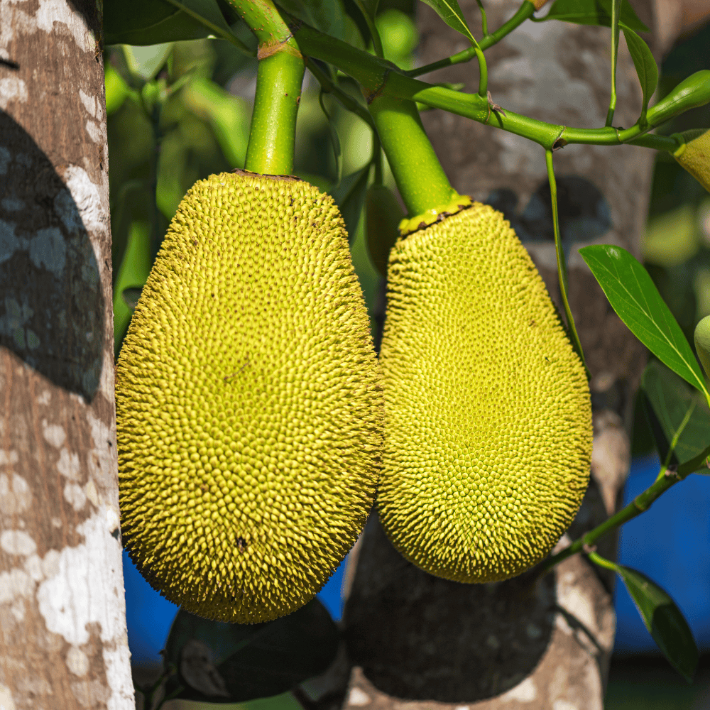 50 Jack Fruit (small) - कटहली - Image 1