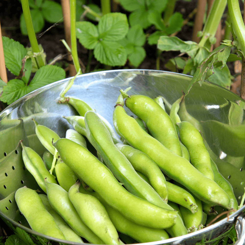 55 Broad Beans - बहकला - Image 1