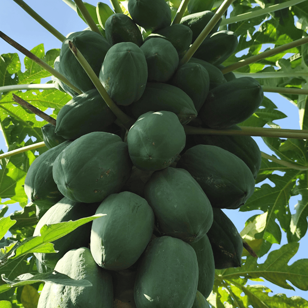 63 Green Papaya - कच्चा पपीता - Image 1