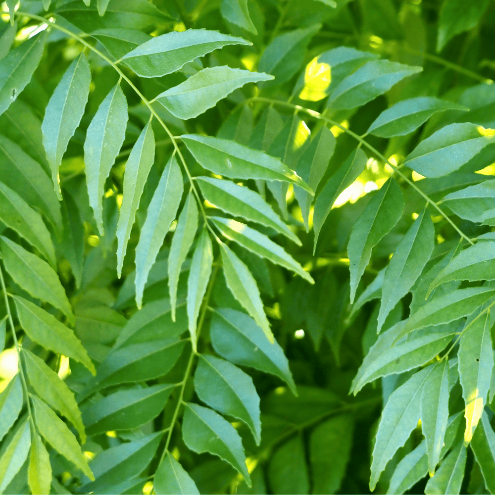 70 Curry Leaves - करीपत्ता - Image 1