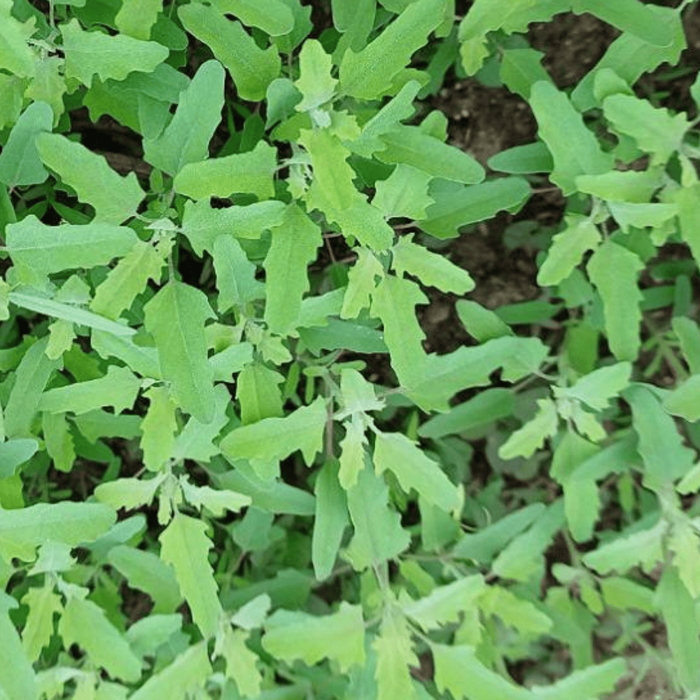 88 Bathua Saag (Pigweed)- बथुआ साग - Image 1