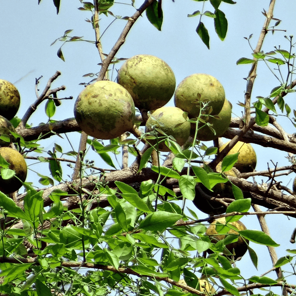 indian-bael Stone Apple (Bael) - बेल - Image 1
