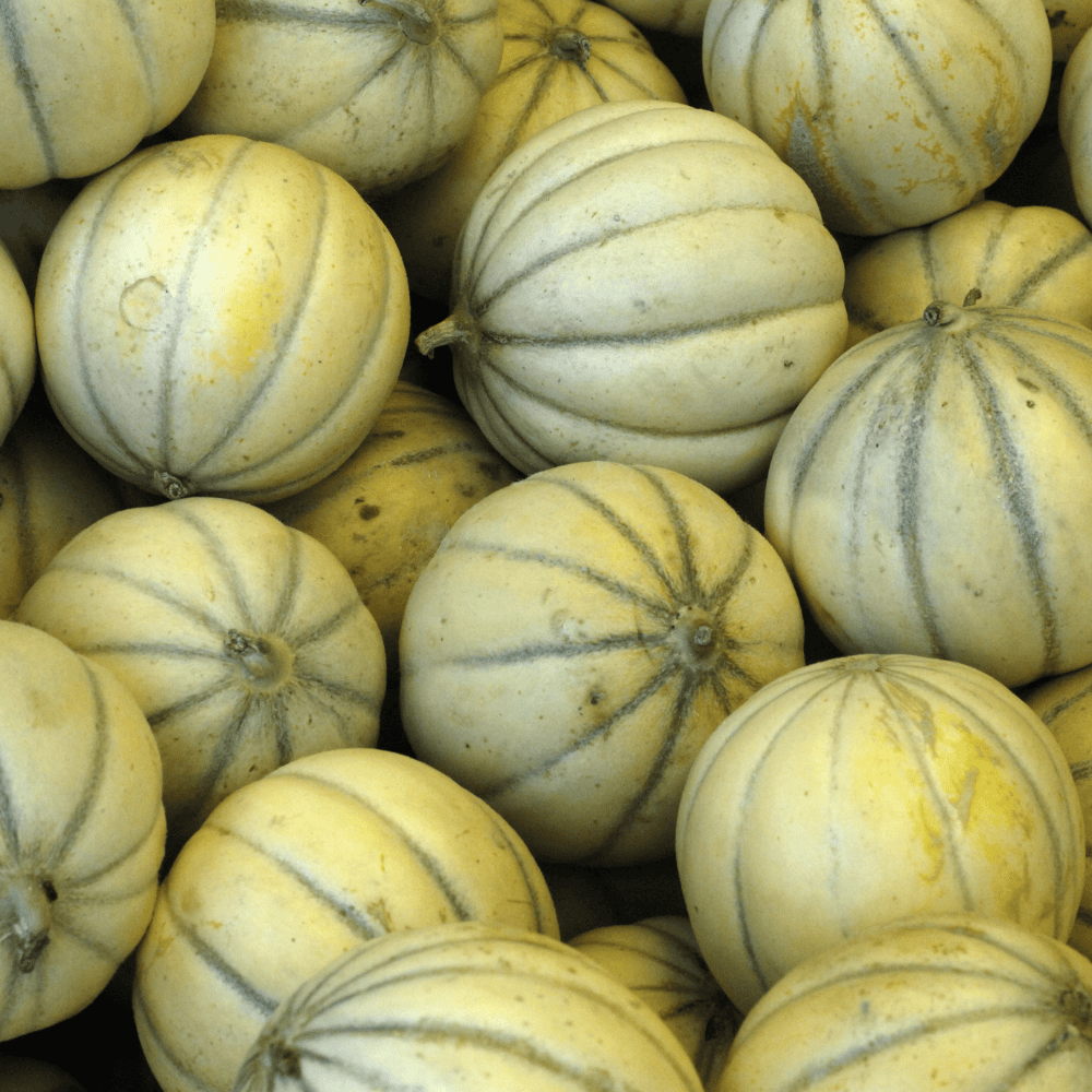 muskmelon-greenline Muskmelon (Green/Red Line) - खरबूज़ (हरा/लाल धारीदार) - Image 1