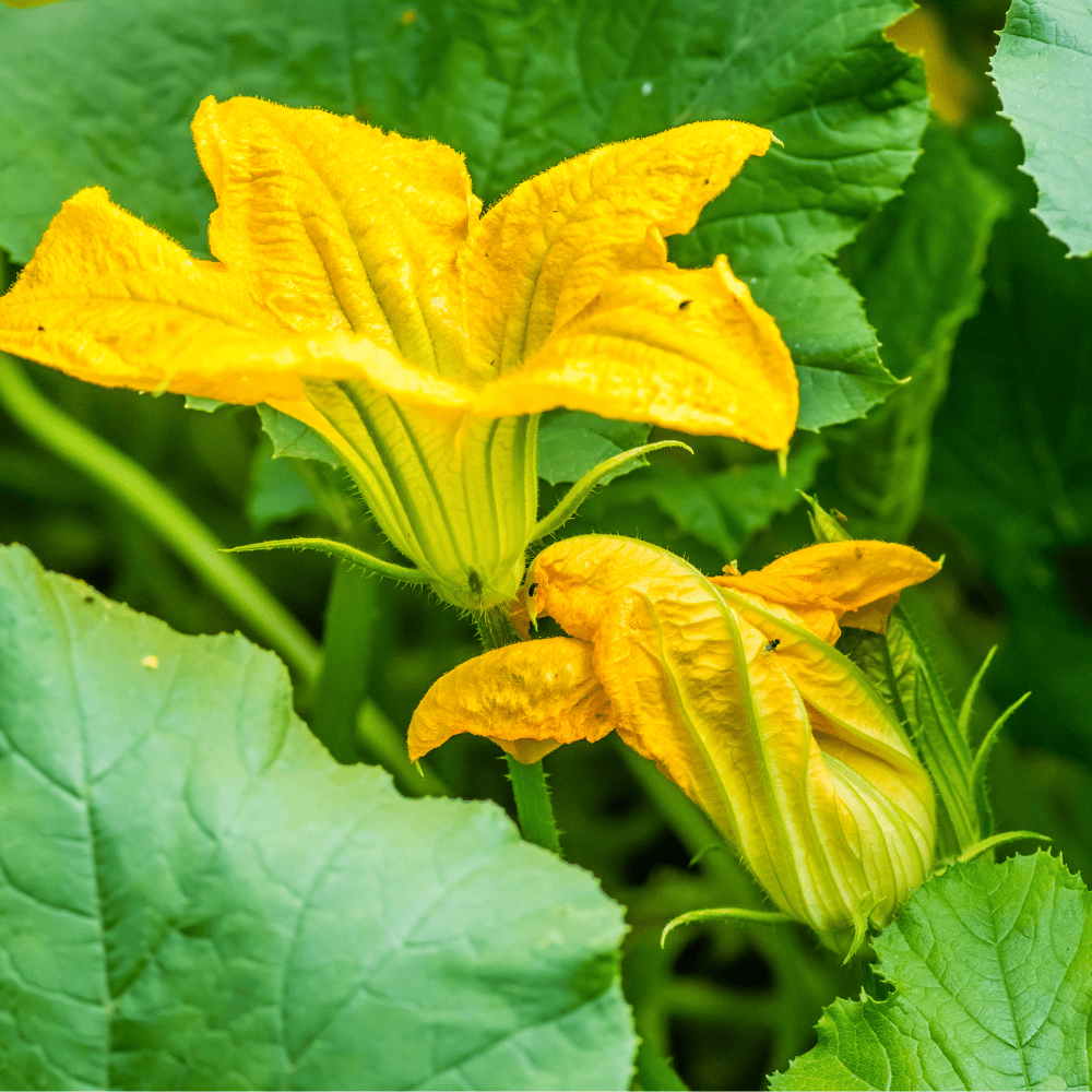 pmpknflower Pumpkin Flower - कद्दू के फूल - Image 1