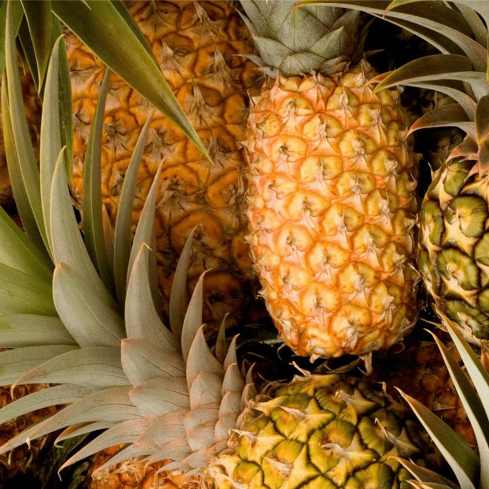 rani pineapple Pineapple (Long/Rani) - अनानास (लम्बा/रानी) - Image 1