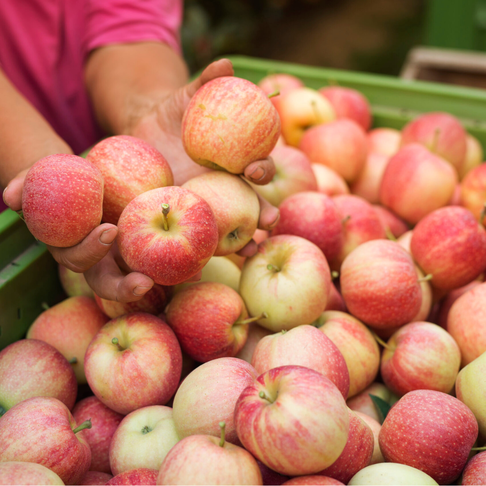 Apple Himanchal Apple Himanchal - सेब हिमांचल - Image 1