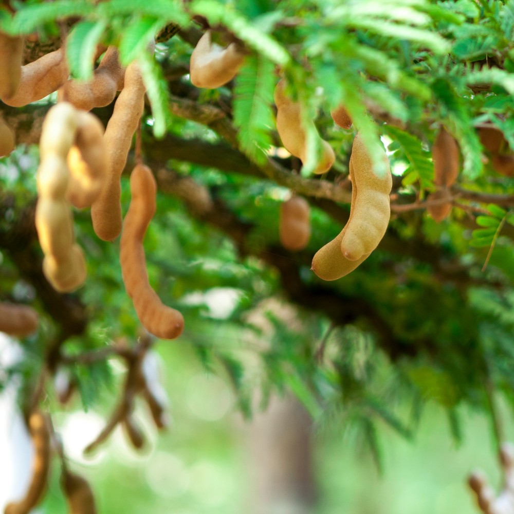 green-tamarind Tamarind Green - हरी इमली - Image 1