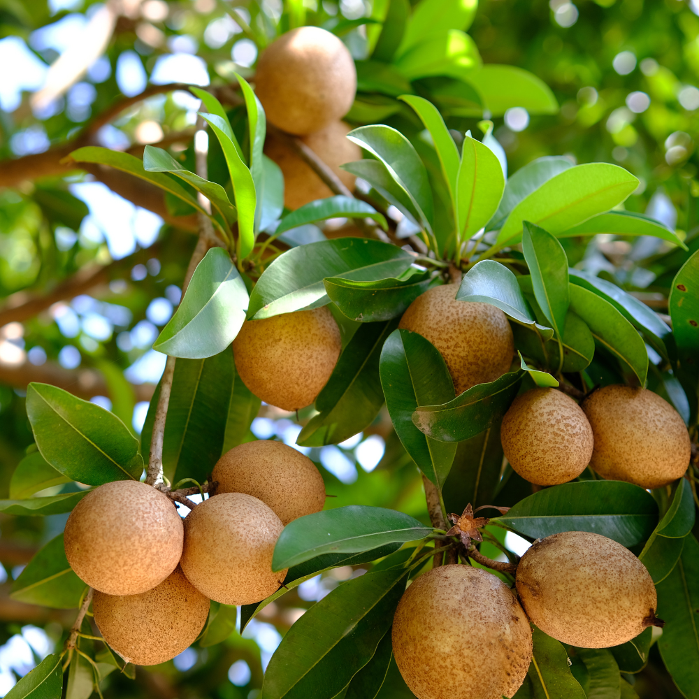 sapodilla Sapodila (Mudapple) - चीकू - Image 1